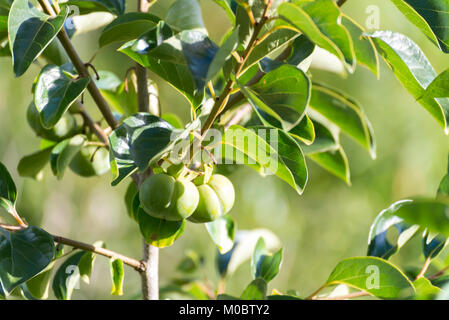 Diospyros kaki, anche chiamato, persimmon è un frutto coltivati Foto Stock