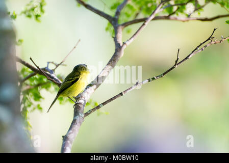 Lato posteriore di colore grigio-testa-tody flycatcher in posa su di un ramo di albero Foto Stock