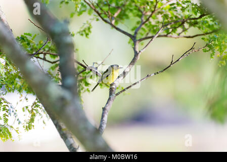 A testa grigia tody-flycatcher in posa su di un ramo di albero in natura Foto Stock