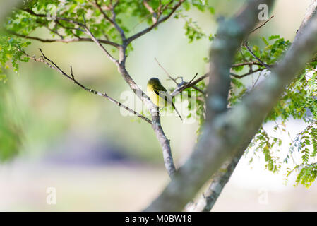 Lato posteriore di colore grigio-testa-tody flycatcher in posa su di un ramo di albero Foto Stock