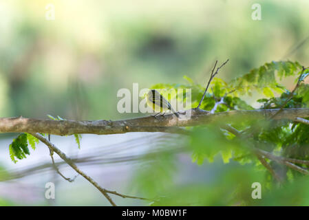 Lato posteriore di colore grigio-testa-tody flycatcher in posa su di un ramo di albero Foto Stock