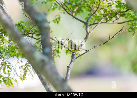 A testa grigia tody-flycatcher in posa su di un ramo di albero in natura Foto Stock