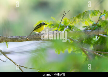 A testa grigia tody-flycatcher in posa su di un ramo di albero in natura Foto Stock