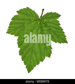 Foglia di ribes isolati su sfondo bianco Tracciato di ritaglio Foto Stock