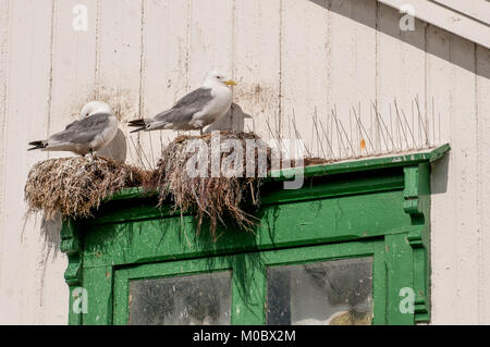 Gabbiani nidificanti in Andenes sulle isole Lofoten in Norvegia settentrionale Foto Stock