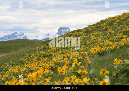 Il capo di montagna, che è parte del Rocky Mountain Range, è la discesa per una meravigliosa collina ricoperta con giallo brillante fiori a margherita Foto Stock