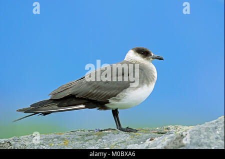 Arctic Skua, Lofotes, Norvegia / (Stercorarius parasiticus) | Schmarotzerraubmoewe, Lofoten, Norwegen / (Stercorarius parasiticus) Foto Stock