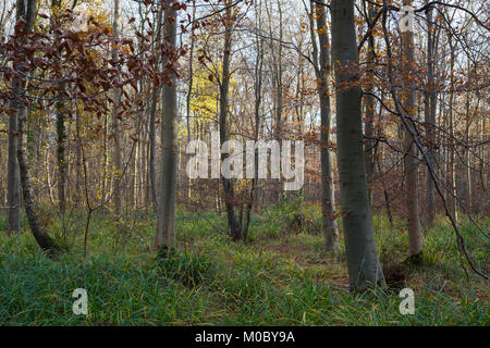 Impostazione della luce del sole che splende attraverso gli alberi del bosco Foto Stock