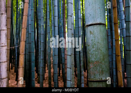 Arishiyama foresta di bamboo, Kyoto, Giappone Foto Stock
