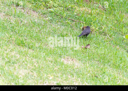 La Shiny cowbird parasitizing il collare rufous sparrow sul terreno Foto Stock