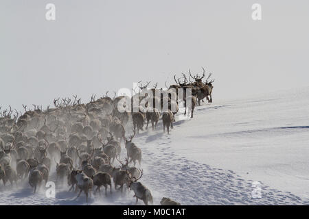 Un grande allevamento di renne che corre lungo il pendio di una coperta di neve colline Foto Stock