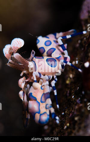 Un gambero arlecchino, Hymenocera picta fotografato durante una immersione notturna dal vulcano di Sangeang al largo della costa di Sumbawa. Foto Stock