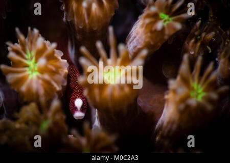 Il Pughead pipefish è un piccolo ma bellissimo critter che vive nelle teste di corallo. È molto difficile da fotografare come si muove costantemente in corallo Foto Stock