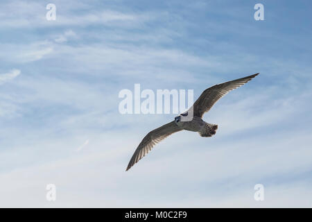 Una sea gull volando sopra un cielo blu in una giornata di sole Foto Stock