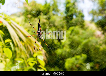Gambe lunghe spider oltre il suo velo, close up, la fauna delle Seychelles, nessun ragno velenoso Foto Stock