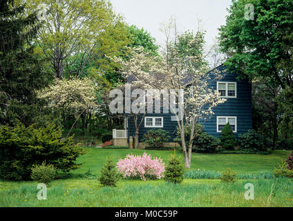 Maggio 1982, blu scuro legno casa distaccata, Bianco fiore sanguinello tree, parco, molla, Long Island, New York, NY, STATI UNITI D'AMERICA, Foto Stock