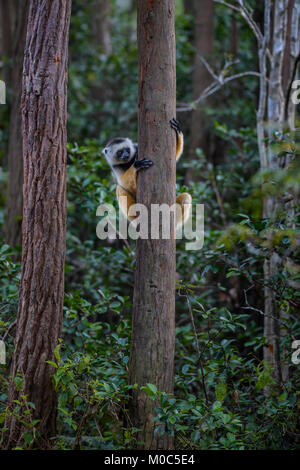 Diademed Sifaka - Propithecus diadema, east coast rain forest, Madagascar. Lemure minacciate dal Madagascar foresta di pioggia. Carino primate Foto Stock