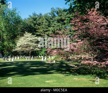 Maggio 1982, cimitero, fioritura sanguinello alberi, primavera, Long Island, New York, NY, STATI UNITI D'AMERICA, Foto Stock