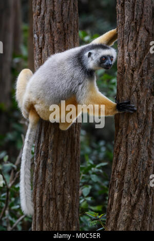 Diademed Sifaka - Propithecus diadema, east coast rain forest, Madagascar. Lemure minacciate dal Madagascar foresta di pioggia. Carino primate Foto Stock