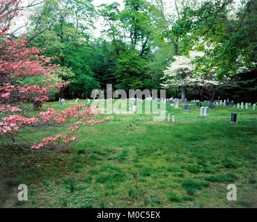 Maggio 1982, cimitero, fioritura sanguinello alberi, primavera, Long Island, New York, NY, STATI UNITI D'AMERICA, Foto Stock