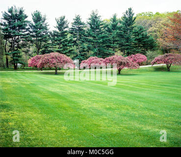 Maggio 1982, fioritura sanguinello alberi, park, primavera, Long Island, New York, NY, STATI UNITI D'AMERICA, Foto Stock