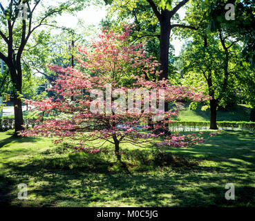 Maggio 1982, Rosa blooming sanguinello tree, parco, primavera, Long Island, New York, NY, STATI UNITI D'AMERICA, Foto Stock