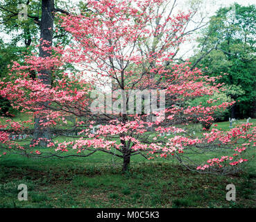 Maggio 1982, rosa in fiore sanguinello tree, parco, primavera, Long Island, New York, NY, STATI UNITI D'AMERICA, Foto Stock