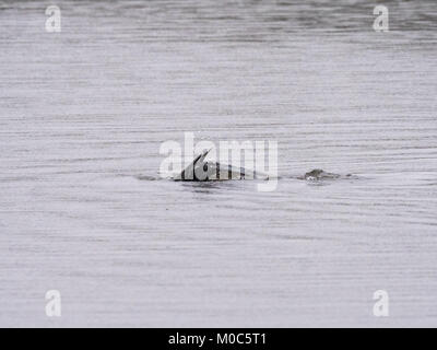 Un cormorano (Phalacrocorax carbo) immersioni sotto la pioggia sulla criminalità lago a Daisy Nook in Oldham, Greater Manchester Foto Stock