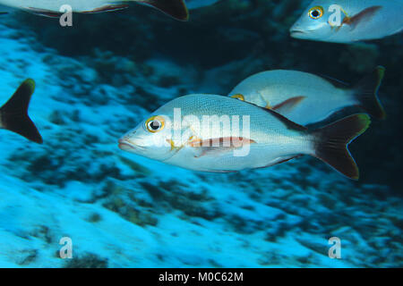 Humpback red snapper pesce (Lutjanus gibbus) sott'acqua nelle Maldive Foto Stock