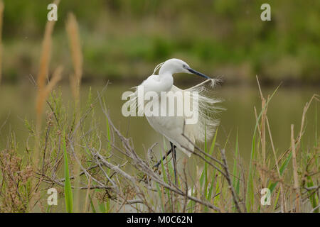 Garzetta Egretta garzetta Preening fotografato in Camargue Francia Foto Stock