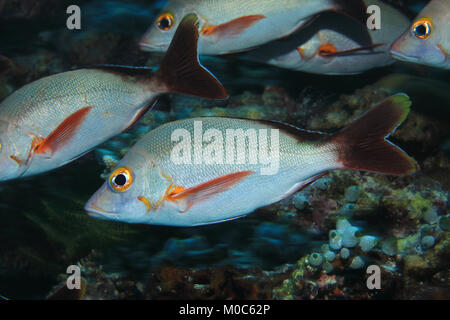 Humpback red snapper pesce (Lutjanus gibbus) sott'acqua nelle Maldive Foto Stock