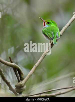 Tody cubano (Todus multicolor) una specie endemica di Cuba Foto Stock