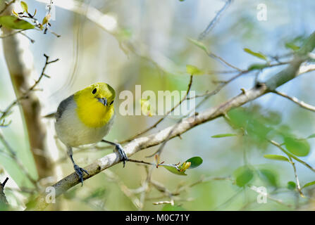 Giallo testa di trillo (Teretistris fernandinae) maschio adulto appollaiato sul ramo. Penisola di Zapata Matanzas Provincia Cuba Foto Stock