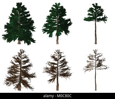 Set di 6 verniciato di verde pino verde Illustrazione Vettoriale