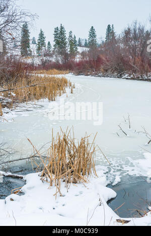 Scena invernale di zona umida protetta la zona circostante il lago Vaseux nella Okanagan Valley Foto Stock