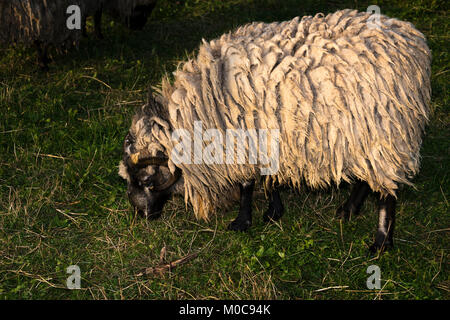 Camerun pecore (Ovis aries) il pascolo Foto Stock
