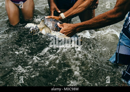 Tartaruga di mare catturati dai turisti in spiaggia Camboinhas, Niteroi, Brasile Foto Stock