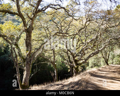 Nodose querce lungo il sentiero, Morgan territorio regionale di preservare, Contra Costa County, East Bay Regional Park, California. Raven Trail, Highland rid Foto Stock