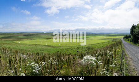 Panorama di verde campo erboso con haystacks avvolto in Egilstadir, Islanda su un cerchio d'Oro Foto Stock