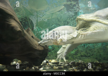 Chinese softshell turtle (Pelodiscus sinensis) o la specie è indicato anche come softshelled asiatico turtle Foto Stock