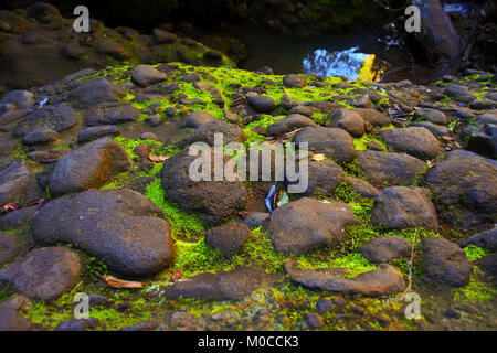 Verde muschio cresce in tra le rocce Foto Stock