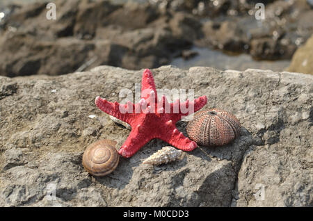 Rossi Secchi stella di mare e conchiglie di ricci di mare e una winkle su una spiaggia rocciosa Foto Stock