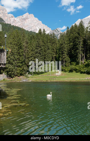 Il White Swan nel lago Mosigo vicino a Dolomiti italiane scenario delle Alpi Foto Stock