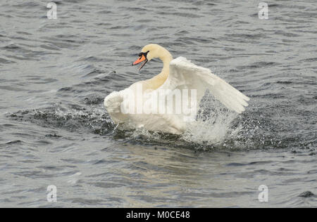 Cigno godendo di una splash e una vasca da bagno Foto Stock