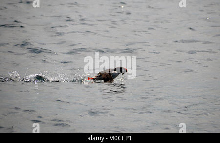 Comune di adulti Atlantic Puffin (Fratercula arctica)prendendo il largo con un disegno di legge pieno di pesci rossi nel sud Sant Agnese, isole Scilly, Inghilterra, Cornwall, Regno Unito. Foto Stock