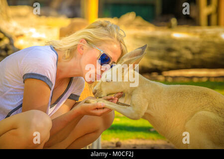 Donna kissing Kangaroo Foto Stock