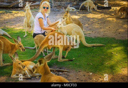 Donna alimenta i canguri Foto Stock