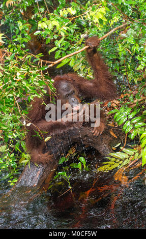 Orangutan acqua potabile dal fiume nella giungla. Central Bornean orangutan ( Pongo pygmaeus wurmbii ) nella natura selvaggia, habitat naturale. Tropi Foto Stock