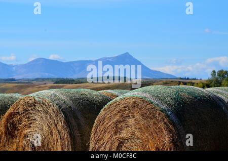 File di raccolti di fresco round balle di fieno a sedersi in un campo di agricoltori con una meravigliosa vista delle montagne rocciose della distanza Foto Stock