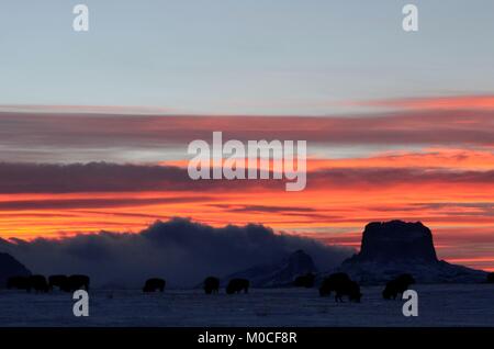 Una mandria di bufali pascolano in un campo con un incredibile tramonto guardando oltre il capo di montagna Foto Stock